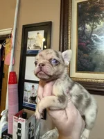 Rojo Merle May Have Pink, a female French Bulldog for sale in Oneonta, NY – 10 of 10