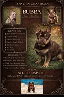 Bubba, a male French Bulldog for sale in Oneonta, NY – 6 of 6