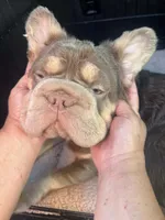 Amy with Pink, a female French Bulldog for sale in Oneonta, NY – 3 of 9