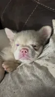 Pink Supreme Caramel Pink, a male French Bulldog for sale in Oneonta, NY – 4 of 5