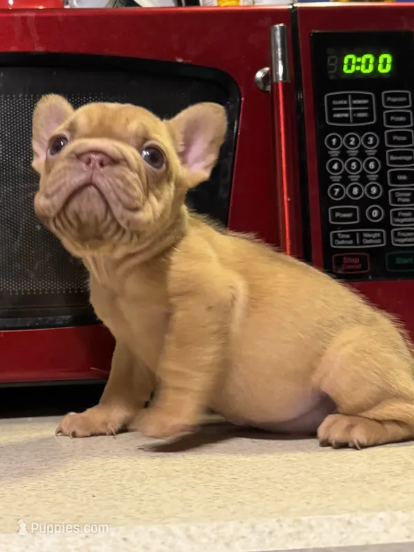Rojo Fawn with Fluffy – French Bulldog puppy for sale in Oneonta, NY