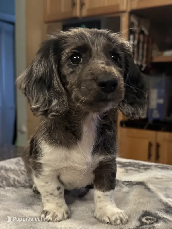 Black Dapple Pie – Dachshund puppy for sale in Oneonta, NY