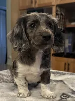Black Dapple Pie, a female Dachshund for sale in Oneonta, NY – 1 of 4