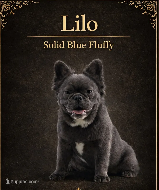 Lilo – French Bulldog puppy for sale in Oneonta, NY