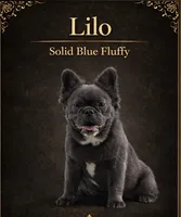 Lilo, a female French Bulldog for sale in Oneonta, NY – 1 of 5