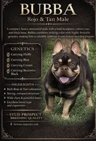Bubba, a male French Bulldog for sale in Oneonta, NY – 5 of 6