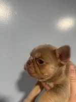 Isabella N Tan Fluffy carrier, a female French Bulldog for sale in Oneonta, NY – 4 of 4