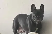 Merle With Pink, a male French Bulldog for sale in Oneonta, NY – 4 of 6