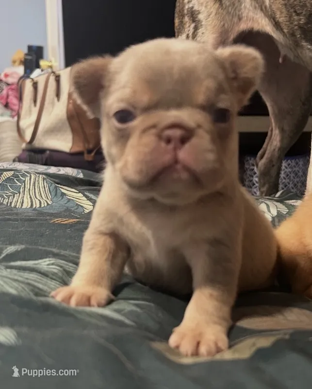 Isabella N Tan Fluffy carrier – French Bulldog puppy for sale in Oneonta, NY
