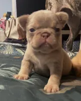 Isabella N Tan Fluffy carrier, a female French Bulldog for sale in Oneonta, NY – 1 of 4