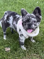 Stitch, a female French Bulldog for sale in Oneonta, NY – 4 of 8