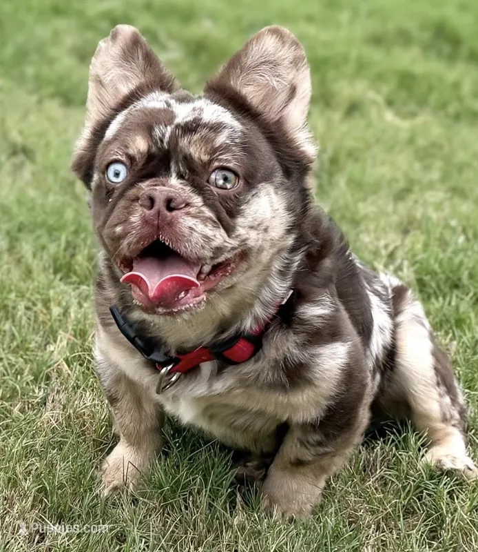 Crimson With Pink – French Bulldog puppy for sale in Oneonta, NY