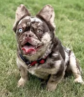 Crimson With Pink, a  French Bulldog for sale in Oneonta, NY – 1 of 6