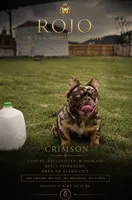 Crimson With Pink, a  French Bulldog for sale in Oneonta, NY – 2 of 6