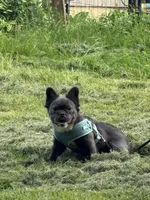 Lilo, a female French Bulldog for sale in Oneonta, NY – 2 of 5