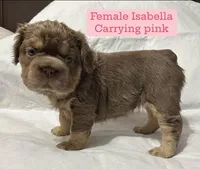 Amy with Pink, a female French Bulldog for sale in Oneonta, NY – 6 of 9