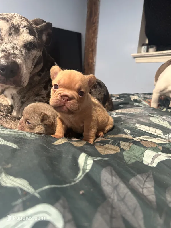 Rojo Fawn with Fluffy – French Bulldog puppy for sale in Oneonta, NY