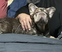Amy with Pink, a female French Bulldog for sale in Oneonta, NY – 5 of 9