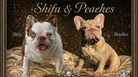 Isabella N Tan Fluffy carrier, a female French Bulldog for sale in Oneonta, NY – 2 of 4