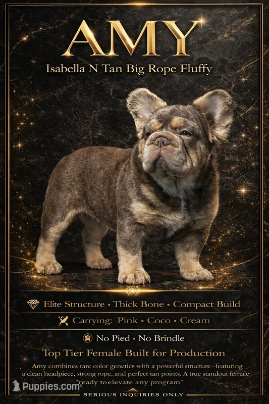 Amy with Pink – French Bulldog puppy for sale in Oneonta, NY
