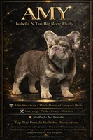Amy with Pink, a female French Bulldog for sale in Oneonta, NY – 1 of 9