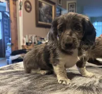 Black Dapple Pie, a female Dachshund for sale in Oneonta, NY – 3 of 4