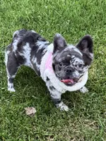 Stitch, a female French Bulldog for sale in Oneonta, NY – 6 of 8