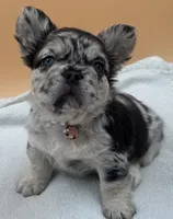 Coco Merle With Pink, a female French Bulldog for sale in Oneonta, NY – 2 of 4