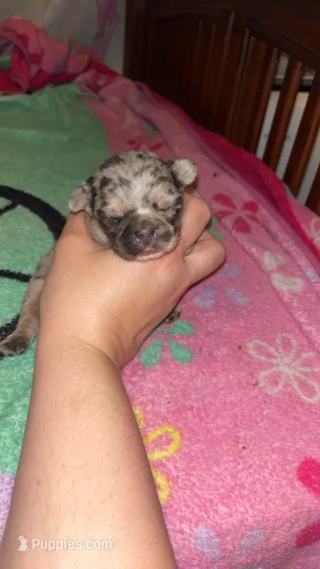 Merle With Pink – French Bulldog puppy for sale in Oneonta, NY