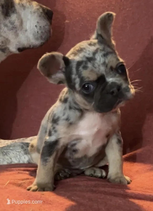 Merle With Pink – French Bulldog puppy for sale in Oneonta, NY