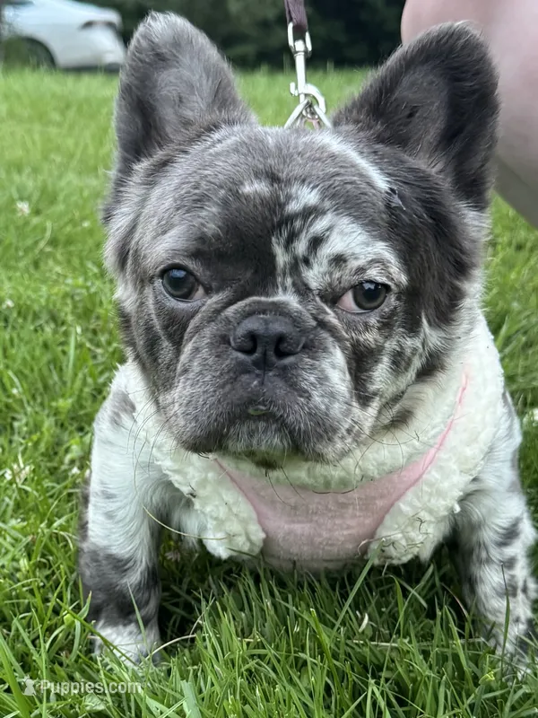 Stitch – French Bulldog puppy for sale in Oneonta, NY