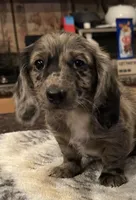 Solid Dapple with Blue eye!, a female Miniature Dachshund for sale in Oneonta, NY – 3 of 4