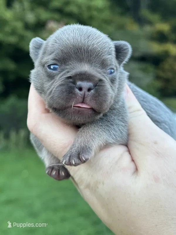Lilac may have Pink – French Bulldog puppy for sale in Oneonta, NY