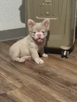 Pink Supreme Caramel Pink, a male French Bulldog for sale in Oneonta, NY – 2 of 5