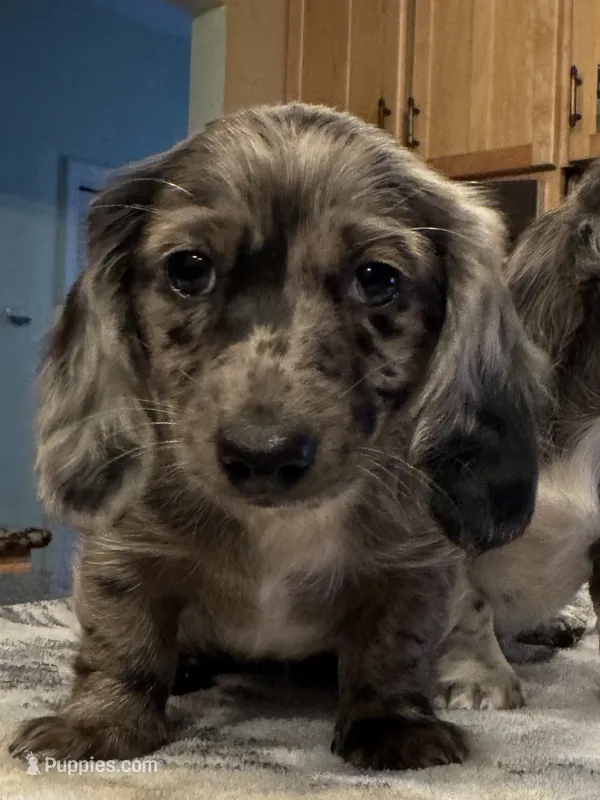 Solid Dapple with Blue eye! – Miniature Dachshund puppy for sale in Oneonta, NY