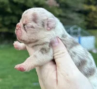 Rojo Merle May Have Pink, a female French Bulldog for sale in Oneonta, NY – 8 of 10