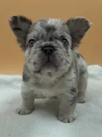 Lilac Merle With Pink, a male French Bulldog for sale in Oneonta, NY – 5 of 6