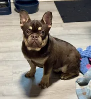 Bubba, a male French Bulldog for sale in Oneonta, NY – 3 of 6