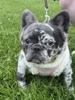 Stitch, a female French Bulldog for sale in Oneonta, NY – 5 of 8