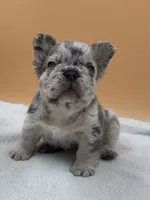 Lilac Merle With Pink, a male French Bulldog for sale in Oneonta, NY – 4 of 6