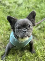 Lilo, a female French Bulldog for sale in Oneonta, NY – 4 of 5