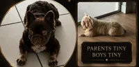 Pink Supreme Caramel Pink, a male French Bulldog for sale in Oneonta, NY – 3 of 5
