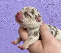 Rojo Merle May Have Pink, a female French Bulldog for sale in Oneonta, NY – 7 of 10