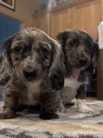 Solid Dapple with Blue eye!, a female Miniature Dachshund for sale in Oneonta, NY – 2 of 4