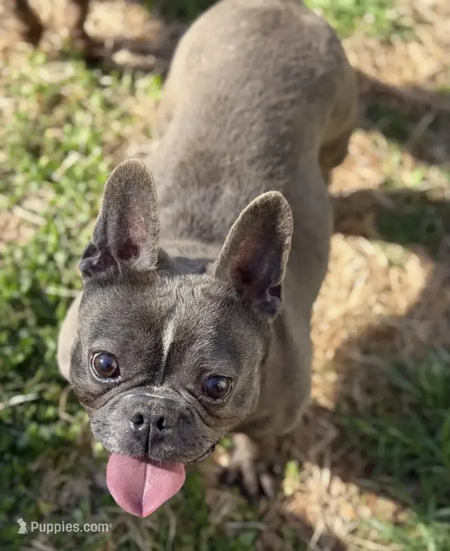 ET – French Bulldog puppy for sale in Oneonta, NY