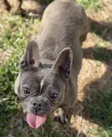 ET, a female French Bulldog for sale in Oneonta, NY – 1 of 4