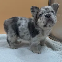 Lilac Merle With Pink, a male French Bulldog for sale in Oneonta, NY – 6 of 6