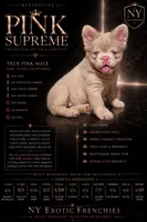 Pink Supreme Caramel Pink, a male French Bulldog for sale in Oneonta, NY – 5 of 5