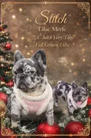 Stitch, a female French Bulldog for sale in Oneonta, NY – 3 of 8