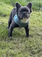 Lilo, a female French Bulldog for sale in Oneonta, NY – 3 of 5